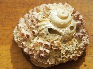 A recent temperate to subtropical NZ gastropod, Cookia sulcata, covered by the common acorn barnacle, Balanus. Most of the barnacles have lost their opercula. 