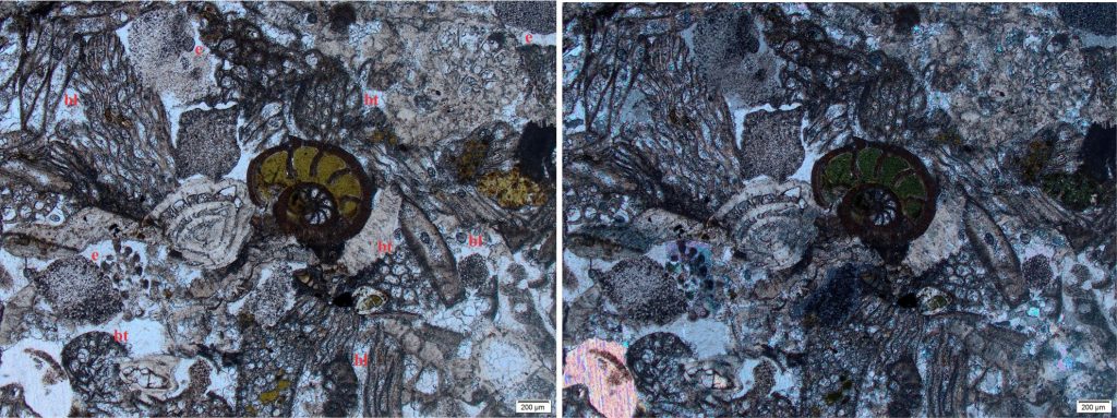 An Oligocene bryozoa-dominated limestone. There are numerous longitudinal ((bl) and transverse (bt) sections through the bryozoa fragments. In the bioclastic mix are a couple of foraminifera, the planispiral form (centre) partly filled with glauconite. There are also a few abraded echinoderm plates (e) that are encased in syntaxial calcite cement. Left: plain polarized light; Right: crossed polars.