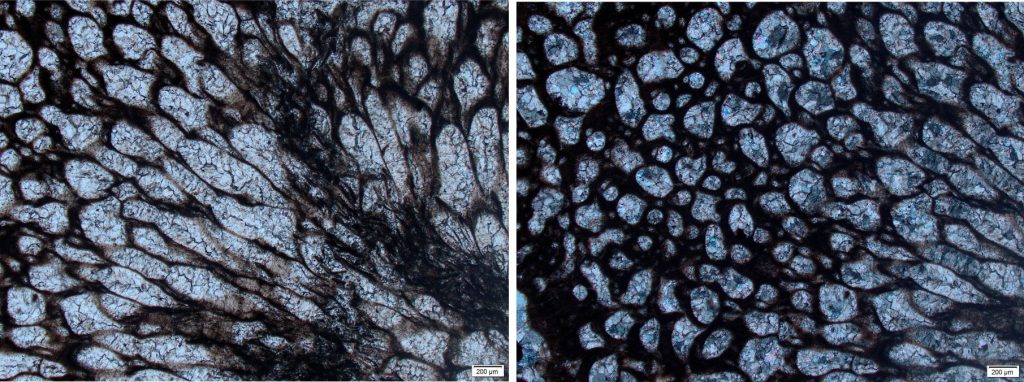 Cross section through a Cheilostome bryozoan colony. Note the change in zoarium shape and size as the orientation across the sample changes from mostly longitudinal (left – plain polarized light) to transverse (right – crossed polars). The zoecia have been filled with drusy calcite cement.