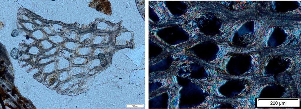 An abraded fragment of modern, lacey or platy bryozoa showing variable zoecium size (average 200 μm zoecium width) and shape. Zoecia walls are constructed with fibrous aragonite crystals that, in the expanded view (right - crossed polars), are crudely aligned parallel to zoecia walls. Offshore Three Kings Islands, northern (subtropical) New Zealand, about 30 m depth.