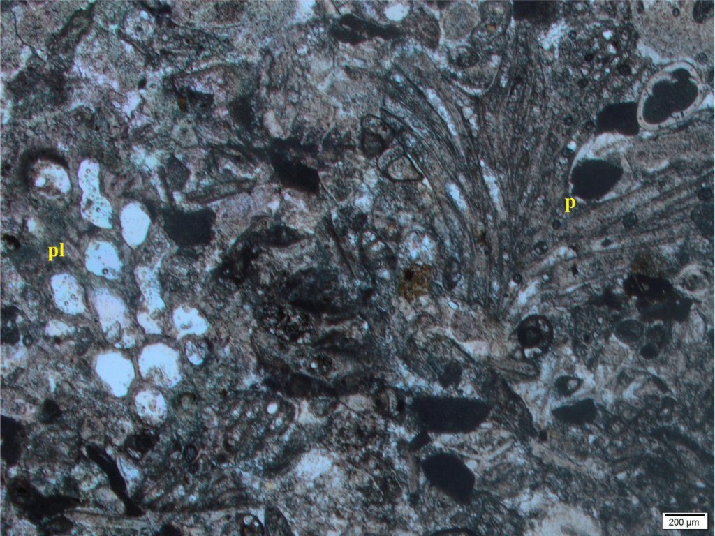 Oligocene Awakino limestone dominated by bryozoa, including a specimen showing good palmate structure (p – a longitudinal view) where individual tubes splay upwards. In the bioclastic mix are a few small foraminifera and small fragmented echinoderm plates. Plain polarized light.