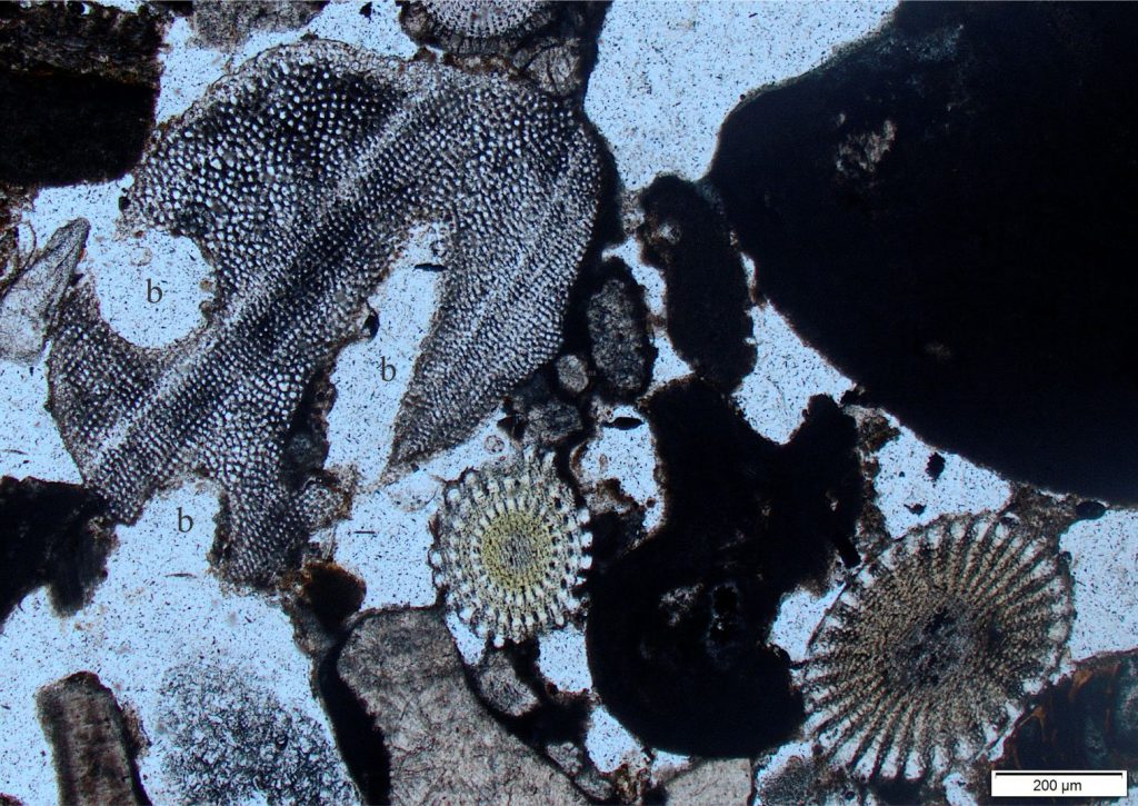 Bioclastic beachrock (Hawaii) showing an abraded and bored echinoderm plate (top left). The margins of the plate and the borings (b) are lined with a thin rind of pale brown micrite. Two transverse sections of echinoderm spines (lower center and right) display typical radial fenestrate-like textures.