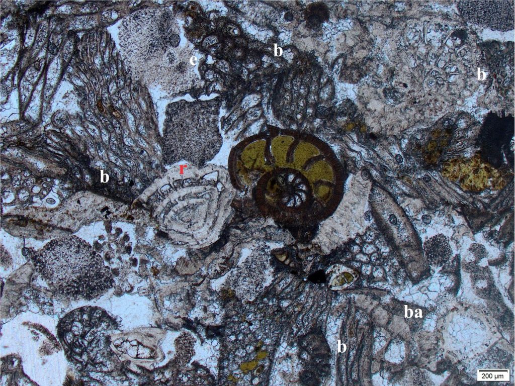 A couple of rotaliids in various states of comminution (possibly Amphistegina – the one labelled ‘r’ is broken along its left margin), and an evolute planispiral foram (centre) in bioclastic grainstone that also contains plenty of bryozoa (b), echinoid plates (e) and spines, and barnacles (ba). The central foram is partly filled with glauconite. Oligocene, New Zealand. Plain polarized light.