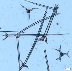 Disaggregated siliceous sponge spicules at different orientations in Recent sediment, northernmost New Zealand. The longest is about 2.2mm. The spicules in this group are called Tetraxons having three rays of equal length plus a much longer ray, all radiating from a single point. Variations on this theme include spicules with one, three, and six or more rays. The central canals appear as dark lines within each ray.