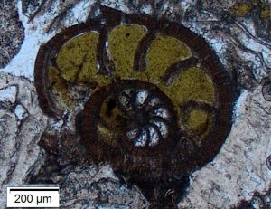 Glauconite filling of rotaliid foram chambers