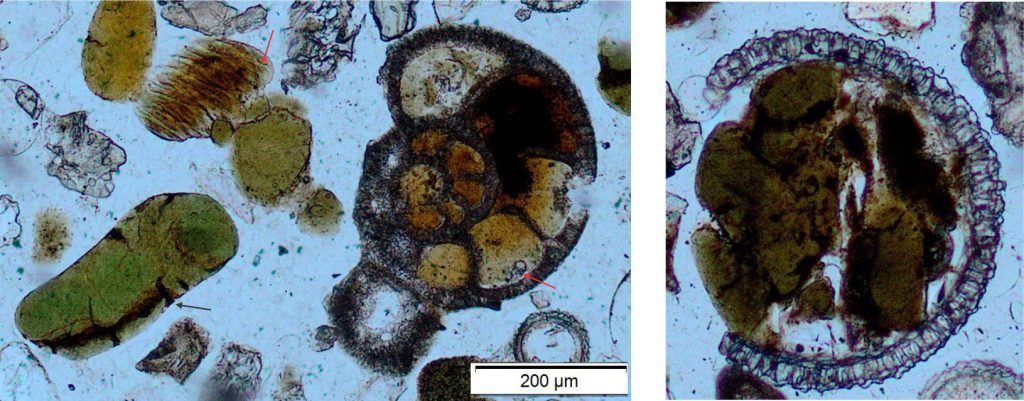 Left: Three things to note here: 1. The planispiral foram chambers have incipient glauconite fill, that along the inner margin of the test wall are transforming to pale green (red arrow). The radial crystallite wall structure is still visible. 2. Three ovoid glauconite peloids to the left of the foram display variations in colour that probably correspond with a range of maturities. The larger grain has developed a few cracks (black arrow). 3. The grain top left resembles barnacle plications; here too glauconite has begun to form with the outer grain rim developing green hues (arrow). Plain polarized light. Right: A rotaliid foram chamber (radial wall structure) partly filled by yellow-green glauconite and a few silt-sized fragments of quartz. The left side of the fill shows mammillated morphology. Plain polarized light.