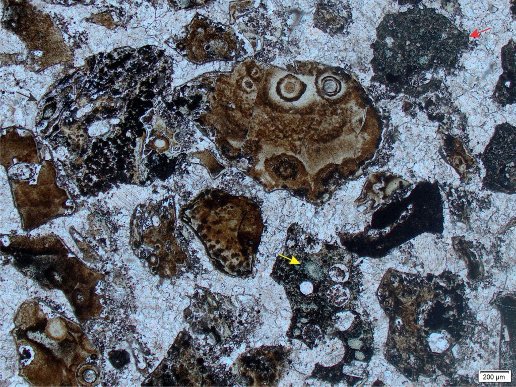 Pumice fragments from a thick PDC in the Paleoproterozoic Flaherty Fm. Belcher Islands. The associated volcanics (lava flows and pillow lavas) are basaltic and at least partly submarine. There is no indication of sintering. One clast has elongated vesicles and small, black, opaque hematite crystals (top left, arrow). Vesicles are filled with chlorite (yellow arrow) and calcite; the main cement is calcite. There are a few grains of altered basalt (red arrow). The original glass has been replaced by Fe oxides. Plain polarized light. 