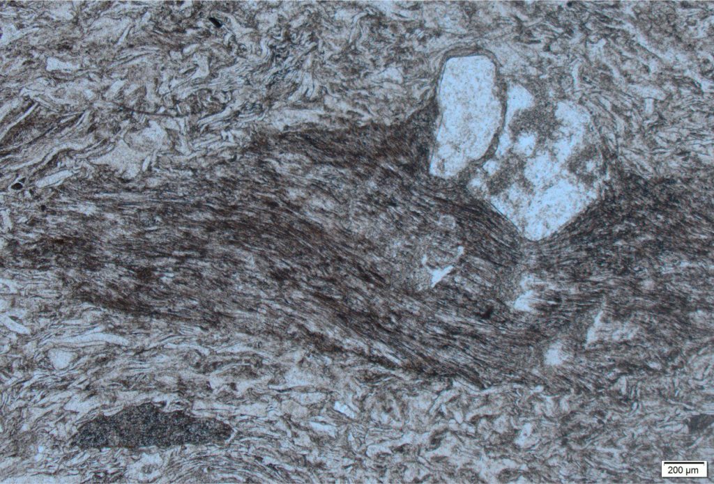 A seriously sintered, flattened pumice fragment, with collapsed vesicles. The fractured quartz phenocryst probably indented the pumice fragment during compression while the glass was still relatively fluid. Individual glass shards in the surrounding ash have also been welded together forming pronounced eutaxitic texture. Waiotapu Ignimbrite (710 ka). Taupo Volcanic Zone, New Zealand. Plain polarized light.