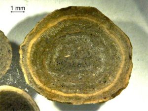 A well layered accretionary lapillus from Darwin Volcano, Galapagos Islands. Ash in the lapillus core is slightly coarser-grained than that on the rim. This example has about 50% porosity that, upon burial, would either collapse during compaction, or fill with cement. Image credit: David Lynch, 2013. 