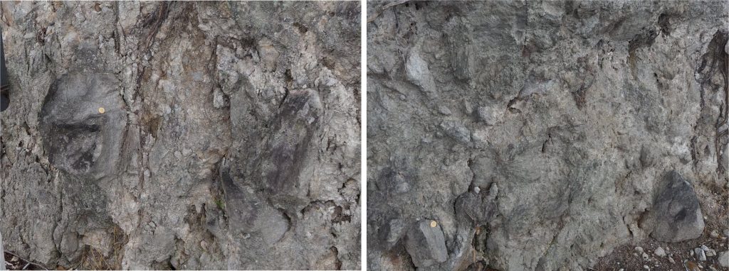 A closer look at the previous BAF example, emphasizing the clast-supported textures. Flow banding is visible in some obsidian and rhyolite blocks. This outcrop also contains significant fracturing – possibly caused by local tectonism during various eruptions, and/or by differential compaction from overlying flows and pyroclastics. Coin is 22 mm diameter. South shore of Lake Rotoma.