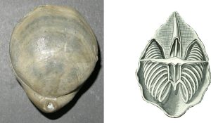 A dorsal view (left) of the brachiopod Cererithyris intermedia (Bathonian) showing morphological components such as hinge, pedicle foramen, plications, and growth lines, and (right) an Ernst Haeckel diagram showing the cut-away section of a modern taxon with slinky-like brachidium coils that support the respiratory organ in living forms.