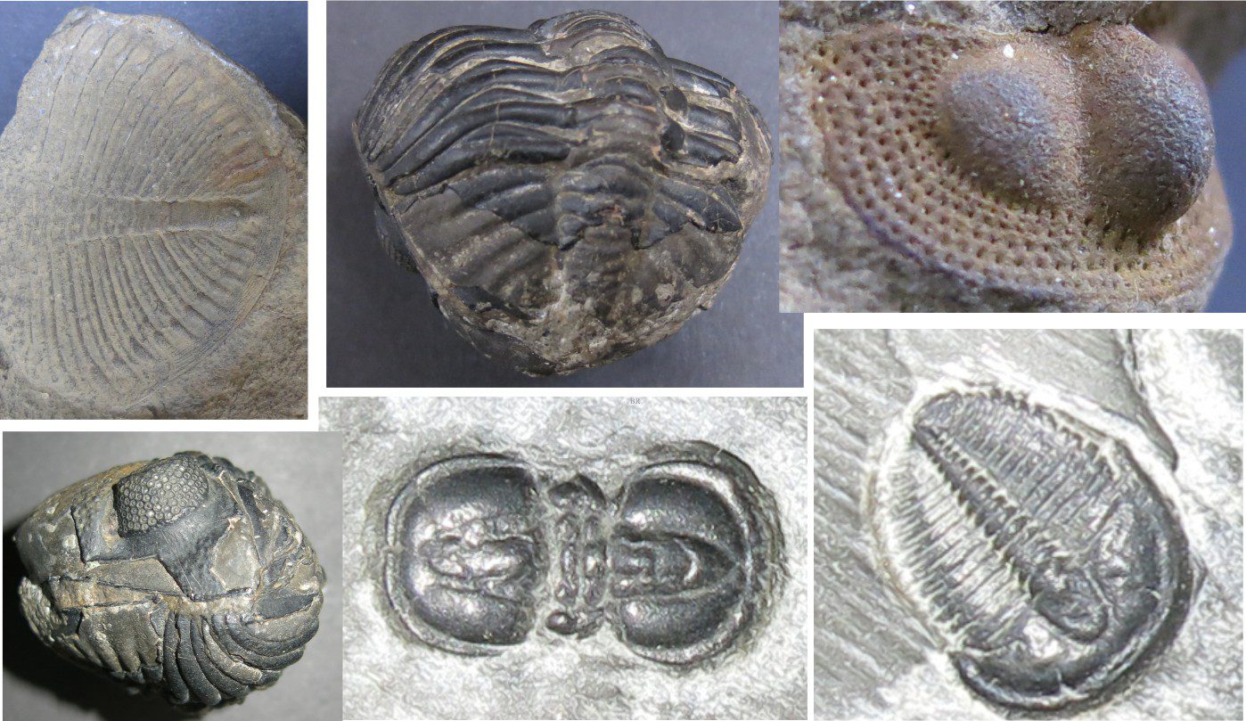 Trilobite morphology for sedimentologists - Geological Digressions