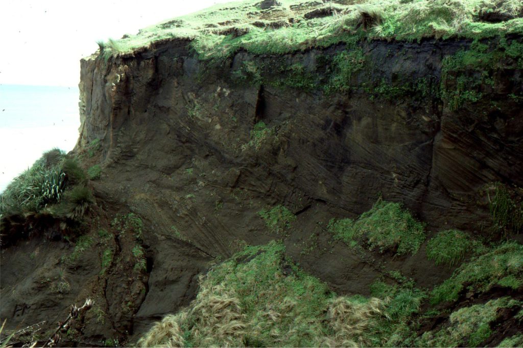 Multiple tabular crossbeds up to 3 m thick, indicate mainly onshore subaerial dune migration (to the right). Truncation and superposition of dune bedforms was common. The dunes were part of a Pleistocene coastal complex that included large barrier islands bordered along their seaward margins by coastal sand dunes. West Manukau, New Zealand. 