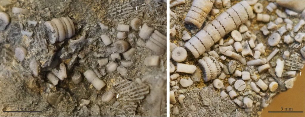 Crinoid ossicles have high preservation potential. Here they occur in short-linked segments of the original stalks and as solitary discs. Note the central canal that housed connective and vascular tissue, and the serrated disc surfaces that helped provide interlocking support. These specimens occur with sheet-like bryozoa and small brachiopods.