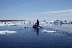 Negotiating a passage through remnants of sea ice, beginning the 1977 field season on Belcher Islands.