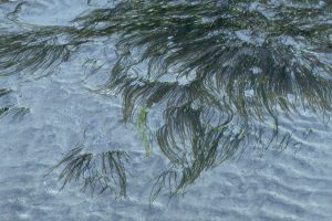 Part of a Zostera marina meadow on sandy tidal flats, Savory Island, British Columbia. Mud content here is