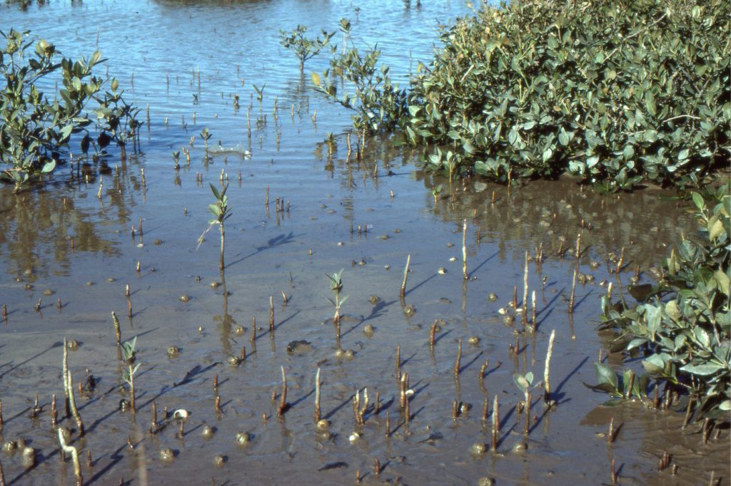 Tidal flat muds exposed between stands of Avicennia marina are grazed by abundant Amphibola crenata (gastropod).