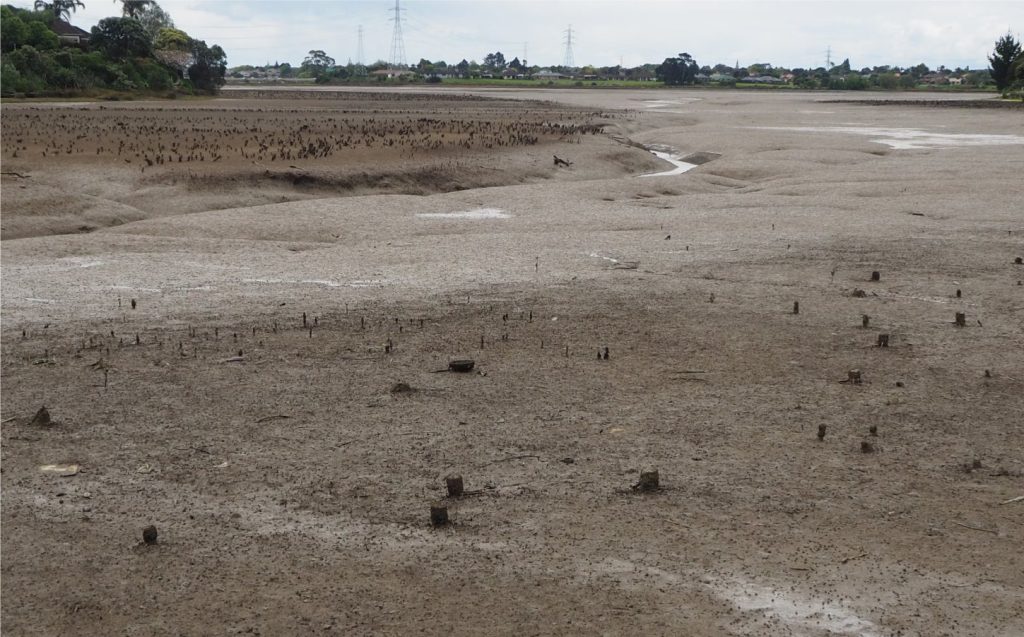 Part of Pahurehure Inlet that was cleared of mangroves (2006-2008) east of the Highway #1 causeway (in the distance, top left). The inlet is drained by tidal channels that are flanked by mud flats. Mangrove stumps abound. In places the mud is thigh-deep; everywhere the mud is anaerobic within a few millimetres of the surface, and unpleasant on-the-nose. The inlet has a typical drowned-valley coastal morphology along the southern margin of Manukau Harbour (west Auckland) and is fed by tidal flows from Tasman Sea. 