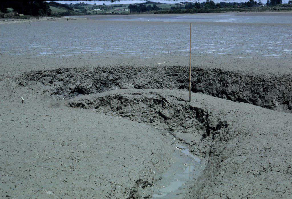 A small tidal creek just beyond the downstream limit of salt marsh, Whitford, south Auckland (about 60 cm deep). Ebb tidal flow is from image bottom to top. The sediment here is soft, grey mud that becomes dark green and anaerobic a few centimetres below the surface. The surface is littered with Amphibola crenata gastropods. Burrowing by crabs is intense – also responsible for the mottle appearance of the muds in the exposed creek margin. Small rotational slumps occur on the cut-bank (image centre). Slumped material in the creek bed is gradually dispersed by successive tidal flows.