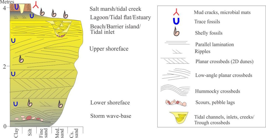 A typical coarsening-upward lithofacies motif that can develop during normal regression and coastal progradation (deeper shelf not included). The upper part of the column represents common paralic depositional environments at the transition from marine to non-marine conditions, culminating with salt marsh deposits. Shoreface ravinement during transgression may remove all or some of these deposits.