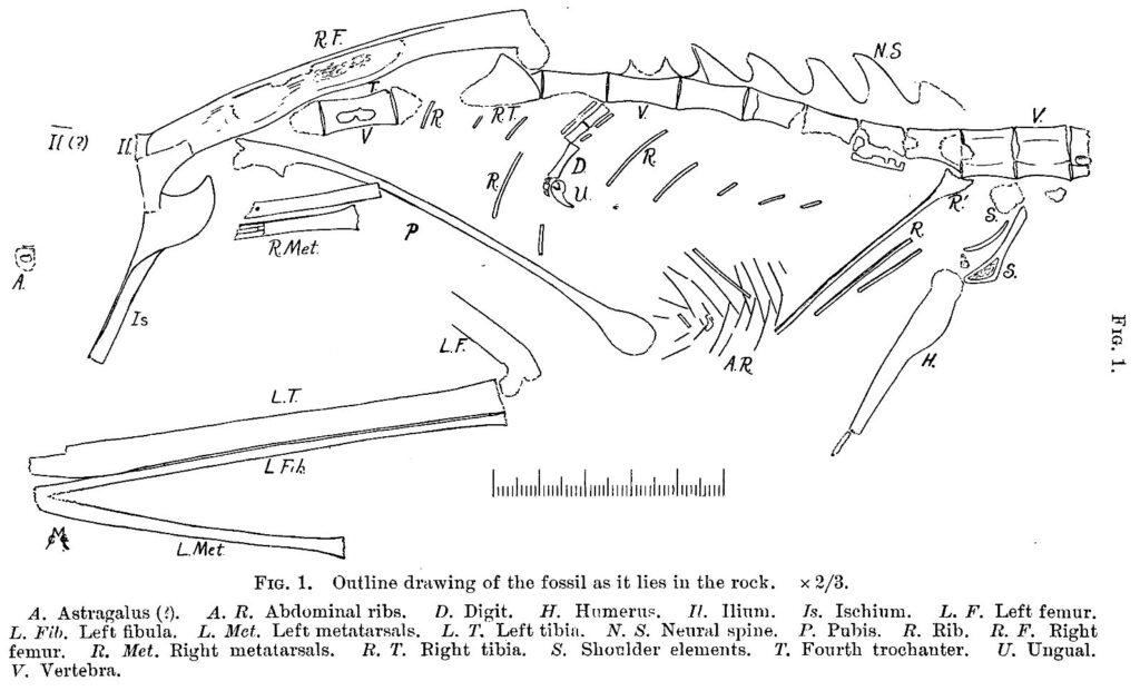 Mignon Talbot’s (1911, Figure 1, p. 470) sketch of bone fragments observed in the sandstone boulder. The scale is in millimetres.