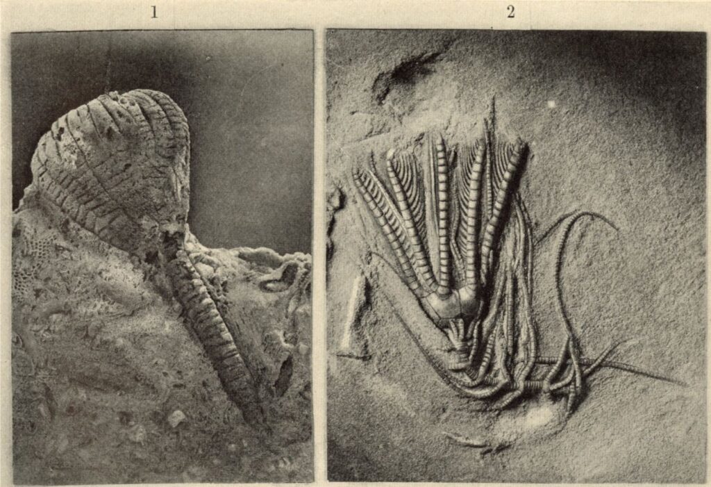 Plate III, Figures 1 and 2 from Talbot, 1905. Figure 1 is Ichthyocrinus schucherti, and Figure 2 is Cordylocrinus plumosus.
