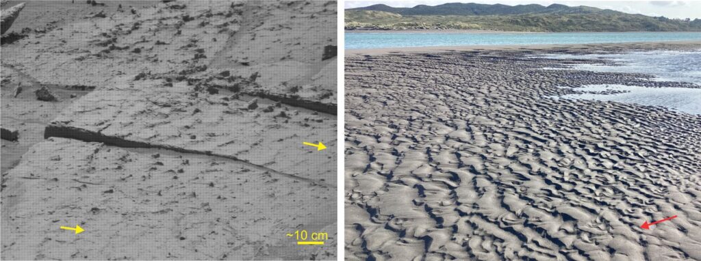 Left: Asymmetric ripples exposed on bedding – paleoflow was to the right. Ripple crests are straight to slightly arcuate, with wavelengths 15-20 cm and amplitudes about 1-2 cm. Curiosity Mastcam, Sol 4532, Gale crater. Image credit: NASA/JPL-Caltech/MSSS.  Right: Modern (ebb-tidal) current ripples adjacent a tidal channel, Raglan Harbour, New Zealand. Crest shapes are variable although amplitudes are fairly consistent 2-3 cm and wavelengths 15-25 cm.