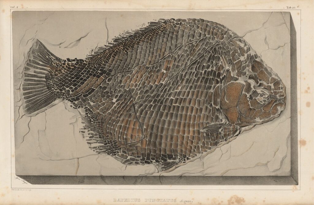 A sketch of the specimen collected by Elizabeth Philpot, and commissioned by Louis Agassiz who described it as a new species Dapedius punctatus in 1835. in Recherches sur les Poissons Fossiles Tome 2 Atlas, Tab 25. Access in Biodiversity Heritage Library. 