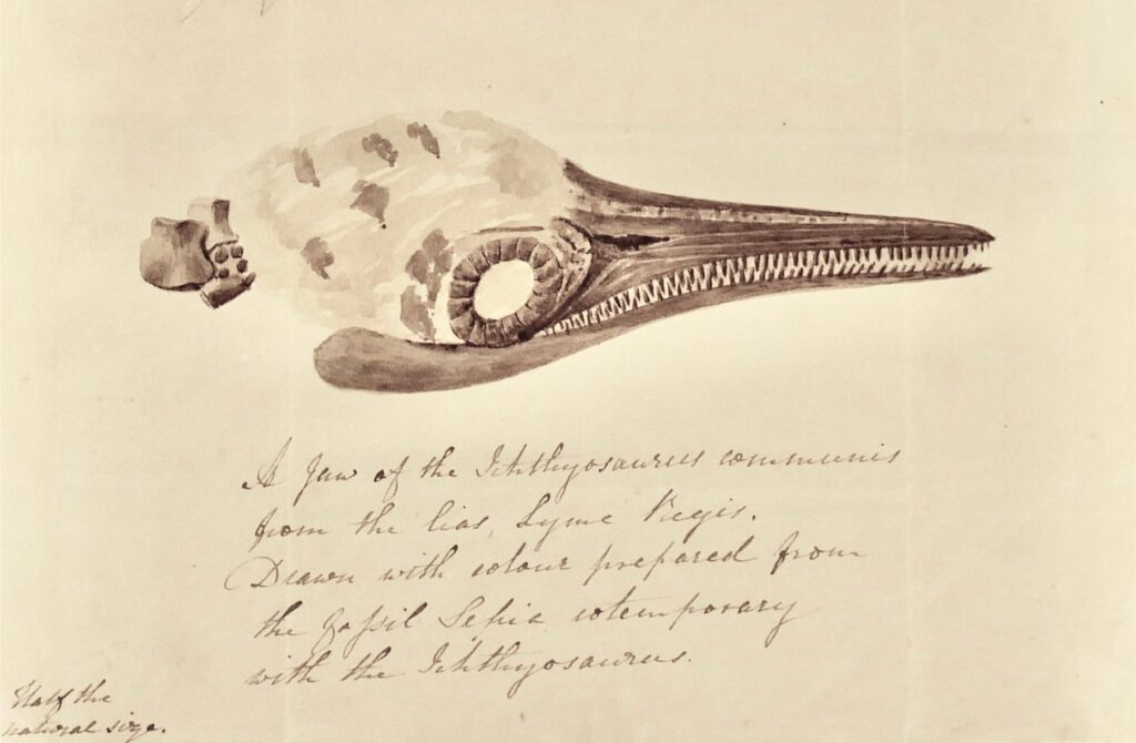 The sketch of an ichthyosaur skull, collected by Mary Anning, drawn by Elizabeth Philpot using reconstituted, fossil belemnite sepia ink, and included in a letter from Elizabeth to Mary Buckland. Image credit: Susan Newell. Museum of Natural History, University of Oxford. 