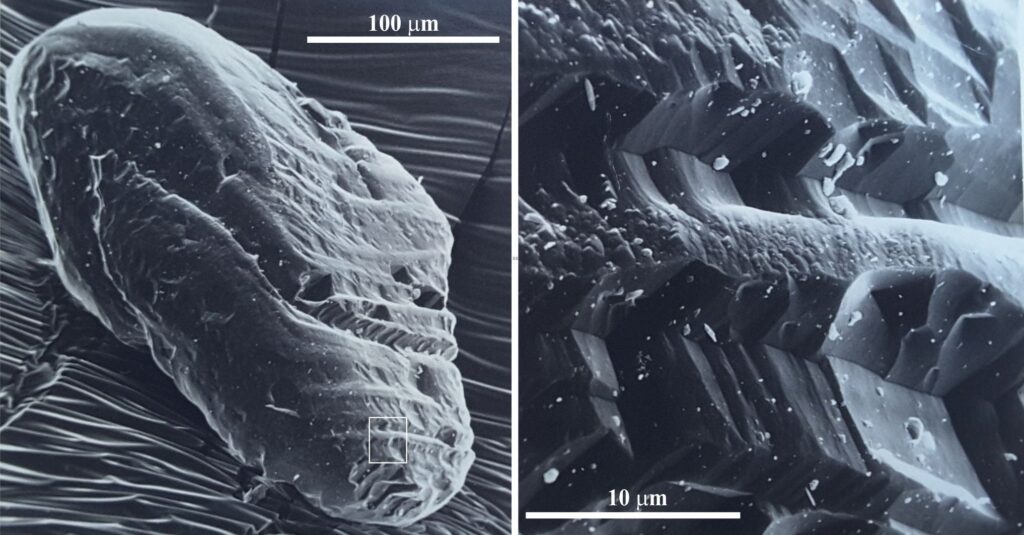 Left: Early stages of leaching on a moderately rounded plagioclase sand grain, manifested as triangular etch pits and etch furrows where pits have amalgamated. The furrows are aligned with albite twin and cleavage planes. Right: The inset rectangle (left) is shown in the magnified view. 