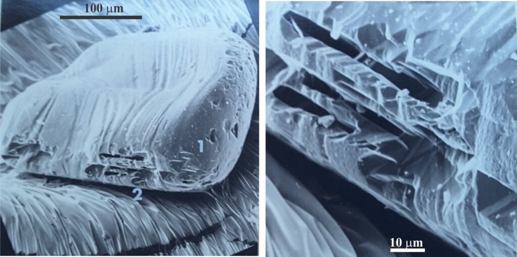 Left: Incipient triangular etch pits (1) have formed on the (probable) (001) face of this sand-sized plagioclase crystal. Deeper etching (2) is focused along planes normal to (001). Right: Enlarged view of the deep pits (2).